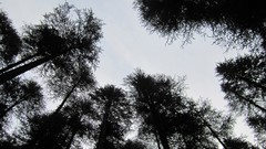 Trees