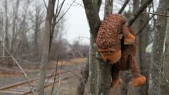 Trees abandoned railroad tracks toys (children)