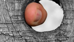 Trees abstract Holes fingers Wood