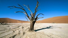 Trees Africa Namibia deserts