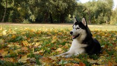 Trees Animals autumn Dogs Parks