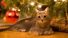 Trees Animals balls cats Christmas Christmas trees domestic cat