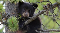 Trees Animals Bears climbing black bear baby animals