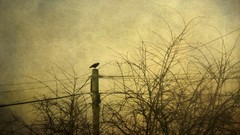 Trees Animals Birds skyscapes