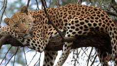 Trees Animals branches Africa Leopards wild animals