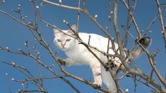 Trees Animals branches cats