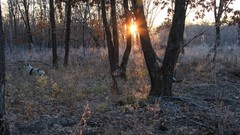 Trees Animals branches Dogs forests