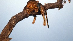 Trees Animals branches Leopards