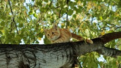 Trees Animals cats