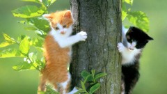 Trees Animals cats