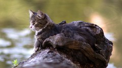 Trees Animals cats camouflage