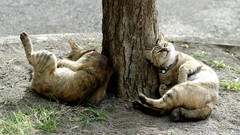 Trees Animals cats funny rest
