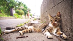 Trees Animals cats Japan Asia urban green eyes streets fukuoka