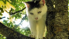 Trees Animals cats Kittens feline