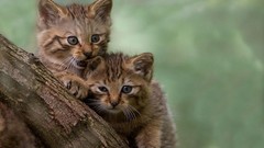 Trees Animals cats Kittens outdoors
