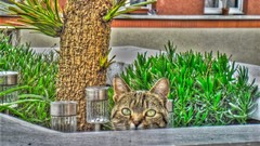 Trees Animals cats Kittens paintings digital art