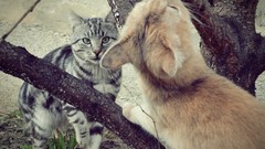 Trees Animals cats pets