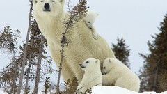 Trees Animals cubs Polar Bears mother white bear