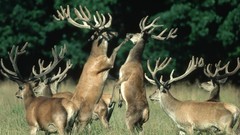 Trees Animals deer fight wildlife