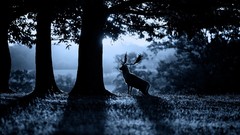 Trees Animals deer monochrome sunlight stag