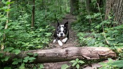 Trees Animals Dogs forests