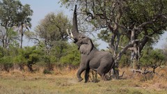 Trees Animals elephants