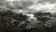 Trees Animals flood elephants