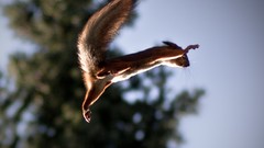 Trees Animals flying outdoors squirrels