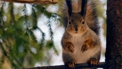 Trees Animals funny squirrels