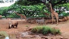 Trees Animals Giraffes rhinoceros zebras