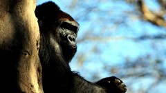 Trees Animals gorillas