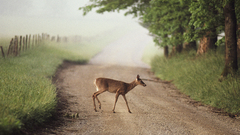 Trees Animals grass deer