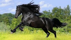 Trees Animals grass Horses