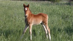 Trees Animals grass Horses