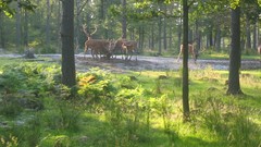 Trees Animals grass nature