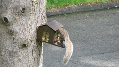 Trees Animals grass outdoors