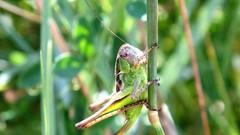 Trees Animals Green grasshopper
