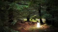 Trees Animals Green Scotland glowing creatures forests fantasy 