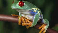 Trees Animals Green woman Frogs red eyes amphibians Red-Eyed 