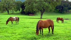 Trees Animals Horses