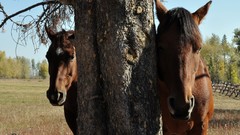 Trees Animals Horses
