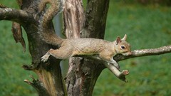 Trees Animals jumping squirrels