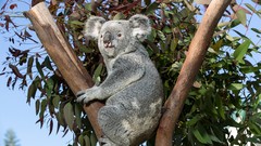 Trees Animals koalas