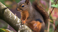 Trees Animals leaves outdoors