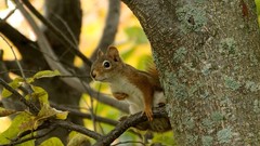 Trees Animals leaves outdoors