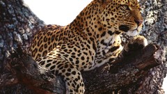 Trees Animals Leopards