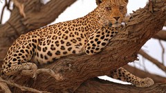 Trees Animals Leopards