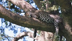 Trees Animals Leopards