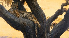 Trees Animals Leopards