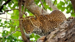 Trees Animals Leopards
